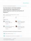 Research paper thumbnail of Saccharomyces cerevisiae septins: supramolecular organization of heterooligomers and the mechanism of filament assembly