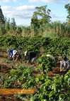 Research paper thumbnail of An Overview of State-level Initiatives of Payment for Ecosystem Services in Brazil