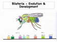 Research paper thumbnail of Bilateria Lecture