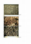 Research paper thumbnail of Untersuchung der textilen Reste