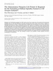 Research paper thumbnail of The adenomatous polyposis coli protein is required for the formation of robust spindles formed in CSF Xenopus extracts