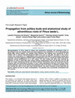 Research paper thumbnail of Propagation from axillary buds and anatomical study of adventitious roots of Pinus taeda L