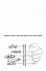 Research paper thumbnail of Габдрахманов П. Ш. Мнимые ошибки в датировке грамот об алтарных трибутариях аббатства св. Петра в Генте XI-XIII вв., in: Стратегии обмана в обществах Средних веков и Нового времени. Москва, 2017. C. 13-58.