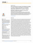 Research paper thumbnail of Buccal dental-microwear and dietary ecology in a free-ranging population of mandrills (Mandrillus sphinx) from southern Gabon