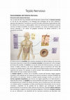 Research paper thumbnail of Tejido Nervioso Generalidades del Sistema Nervioso