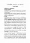 Research paper thumbnail of La médula espinal y los nervios espinales Anatomía de la médula espinal