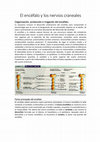 Research paper thumbnail of El encéfalo y los nervios craneales