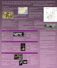 Research paper thumbnail of STUDY OF THE CREMATION BURIALS FROM THE ROMAN NECROPOLIS OF MONTEIRAS (BUSTELO, PORTUGAL)