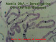 Research paper thumbnail of Mobile DNA – Investigating Our Restless Genomes