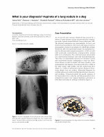 Research paper thumbnail of What is your diagnosis ? Aspirate of a lung nodule in a dog