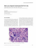 Research paper thumbnail of What is your diagnosis ? CSF from a dog.