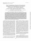 Research paper thumbnail of Tissue transglutaminase-dependent posttranslational modification of the retinoblastoma gene product in promonocytic cells undergoing apoptosis