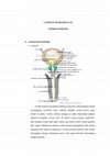 Research paper thumbnail of LP VESIKOLITHIASIS.rtf