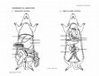 Research paper thumbnail of EXPERIMENT 18 : DISSECTION 1. DIGESTIVE SYSTEM 2. CIRCULATORY SYSTEM Graphic : Elham Ismail