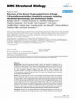 Research paper thumbnail of Structure of the dimeric N-glycosylated form of fungal β-N-acetylhexosaminidase revealed by computer modeling, vibrational spectroscopy, and biochemical studies