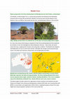 Research paper thumbnail of Mookli Trees [Capparis mitchellii] and archaeological sites along the Barka [Darling] River