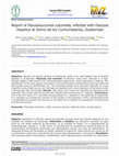 Research paper thumbnail of Report of Pseudosuccinea columella, infected with Fasciola hepatica at Sierra de los Cuchumatanes, Guatemala