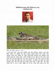 Research paper thumbnail of কিলডিয়ার (Killdeer) দিল-দিয়ার (Dil-Dear)