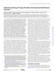 Research paper thumbnail of Selective Sorting of Cargo Proteins into Bacterial Membrane Vesicles