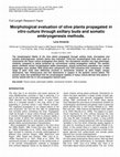 Research paper thumbnail of Morphological evaluation of olive plants propagated in vitro culture through axillary buds and somatic embryogenesis methods