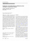 Research paper thumbnail of Identification of lactobacilli isolated in traditional ripe wheat sourdoughs by using molecular methods