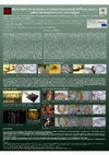 Research paper thumbnail of Mycorriza-like structures in rooted microshoots of Pinus pinea L. - Latest developments of a new insight