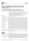 Research paper thumbnail of Silicon Amendment Enhances Agronomic Efficiency of Nitrogen Fertilization in Maize and Wheat Crops under Tropical Conditions