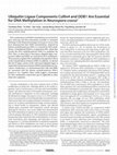 Research paper thumbnail of Ubiquitin Ligase Components Cullin4 and DDB1 Are Essential for DNA Methylation in Neurospora crassa