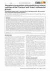 Research paper thumbnail of Phosphorus acquisition and use efficiency in bean cultivars of the “Carioca” and “Preto” commercial groups