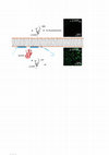 Research paper thumbnail of TMV topology by BiFC