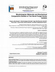 Research paper thumbnail of Morphological, Molecular and Biochemical Comparative Studies of Two Novel Fungal Honey Isolates