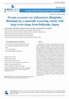 Research paper thumbnail of Pyropia yezoensis var. irifuneiensis (Bangiales, Rhodophyta), a naturally occurring variety with large ovate shape from Hokkaido, Japan