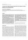 Research paper thumbnail of A central role for epidermal segment border cells in the induction of muscle patterning in the Drosophila embryo