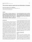 Research paper thumbnail of Twist and Notch negatively regulate adult muscle differentiation in Drosophila