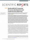 Research paper thumbnail of Rudhira/BCAS3 is essential for mouse development and cardiovascular patterning