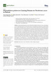 Research paper thumbnail of Phytophthora palmivora Causing Disease on Theobroma cacao in Hawaii