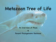 Research paper thumbnail of Metazoan Tree of Life Lecture