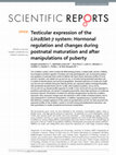 Research paper thumbnail of Testicular expression of the Lin28/let-7 system: Hormonal regulation and changes during postnatal maturation and after manipulations of puberty