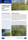 Research paper thumbnail of Cropping cereals among timber trees