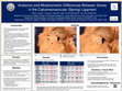 Research paper thumbnail of Anatomic and Morphometric Differences Between Sexes in the Calcaneonavicular (Spring) Ligament