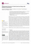 Research paper thumbnail of Experimental Infection of North American Sheep with Ehrlichia ruminantium