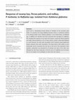 Research paper thumbnail of Response of swamp bay,Persea palustris, and redbay,P. borbonia, toRaffaeleaspp. isolated fromXyleborus glabratus