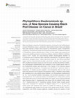 Research paper thumbnail of Phytophthora theobromicola sp. nov.: A New Species Causing Black Pod Disease on Cacao in Brazil