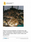 Research paper thumbnail of Chain of commercialization of Podocnemis spp. turtles (Testudines: Podocnemididae) in the Purus River, Amazon basin, Brazil: current status and perspectives