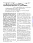 Research paper thumbnail of Leber's Hereditary Optic Neuropathy (LHON) Pathogenic Mutations Induce Mitochondrial-dependent Apoptotic Death in Transmitochondrial Cells Incubated with Galactose Medium