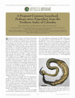 Research paper thumbnail of A pregnant Common Lancehead, Bothrops atrox (Viperidae), from the Northern Andes of Colombia