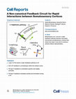 Research paper thumbnail of A Non-canonical Feedback Circuit for Rapid Interactions between Somatosensory Cortices