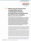 Research paper thumbnail of Mitotic granule cell precursors undergo highly dynamic morphological transitions throughout the external germinal layer of the chick cerebellum