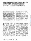 Research paper thumbnail of Induction and Mitochondrial Localization of CYTOCHROME-P450SCC System Enzymes in Normal and Transformed Ovarian Granulosa-Cells