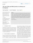 Research paper thumbnail of The role of Sfrp and DKK proteins in cardiomyocyte development